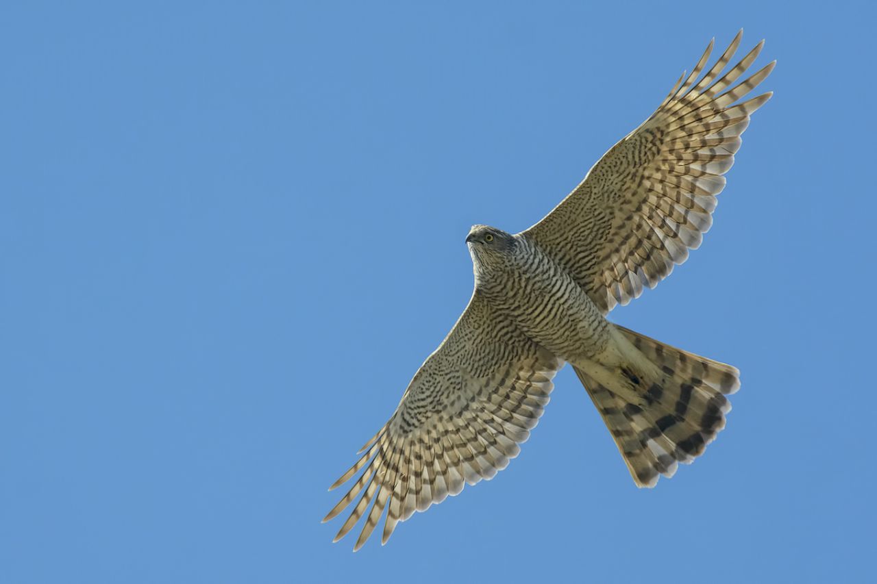 Sparviere (Accipiter nisus)